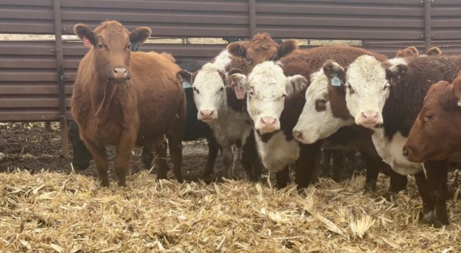 Mostly home-raised – (6-10) year-olds, calving March 27 for 90 days!-BC114B6